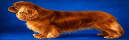 Cavalier King Charles Spaniel dogs for sale: Adorable Purebred Cavalier puppies - Advert 11