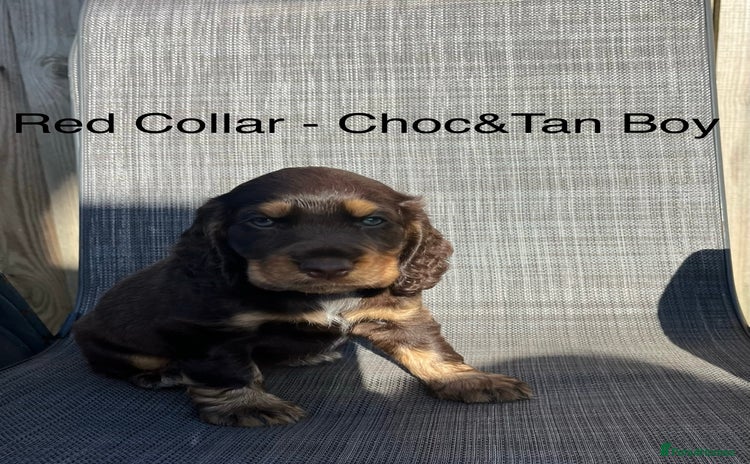 Cocker Spaniel dogs - Advert 8