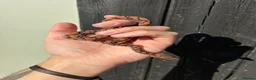 Boa Snake reptiles for sale: Brazilian Rainbow Boa babies - Advert 6