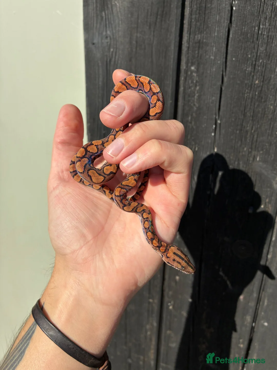 Boa Snake reptiles for sale: Brazilian Rainbow Boa babies - Advert 6