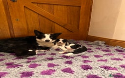 Border Collie dogs for sale: 🌿 Calm, child-friendly pups — beautiful nature - Image 6