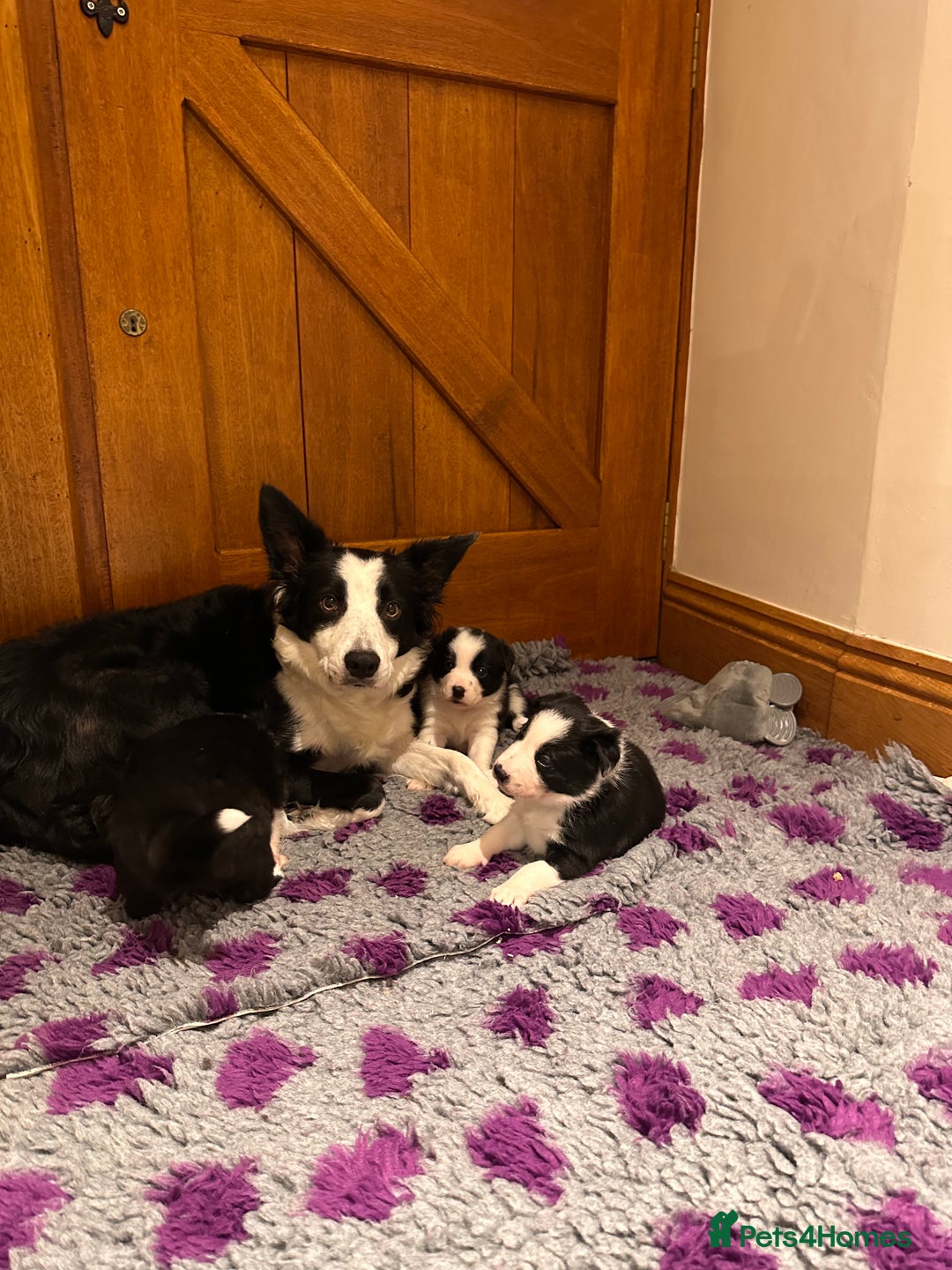 Border Collie dogs for sale: 🌿 Calm, child-friendly pups — beautiful nature - Image 6