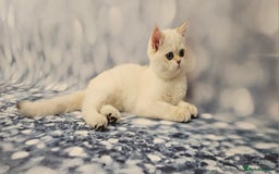 British Shorthair cats for sale: Excellent Scottish straight and fold kittens - Image 21