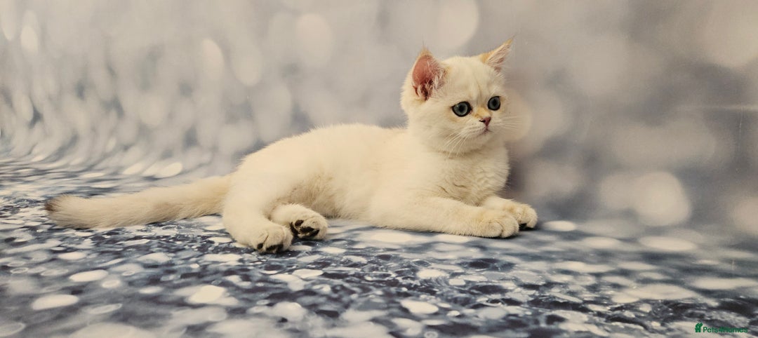 British Shorthair cats for sale: Excellent Scottish straight and fold kittens - Image 21