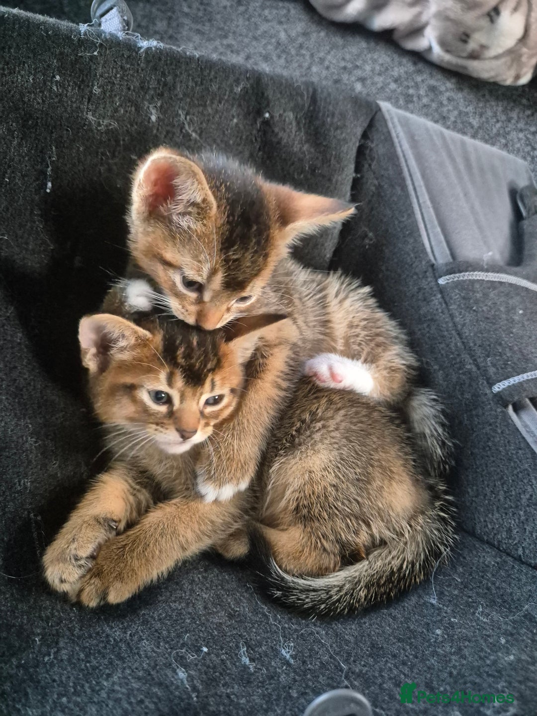Abyssinian cats for sale: Abyssinian X Bengal Kittens - Image 5