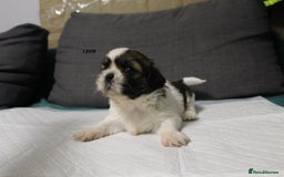Shih Tzu dogs for sale: LOVELY SHIH TZU PUPPIES  - Image 34