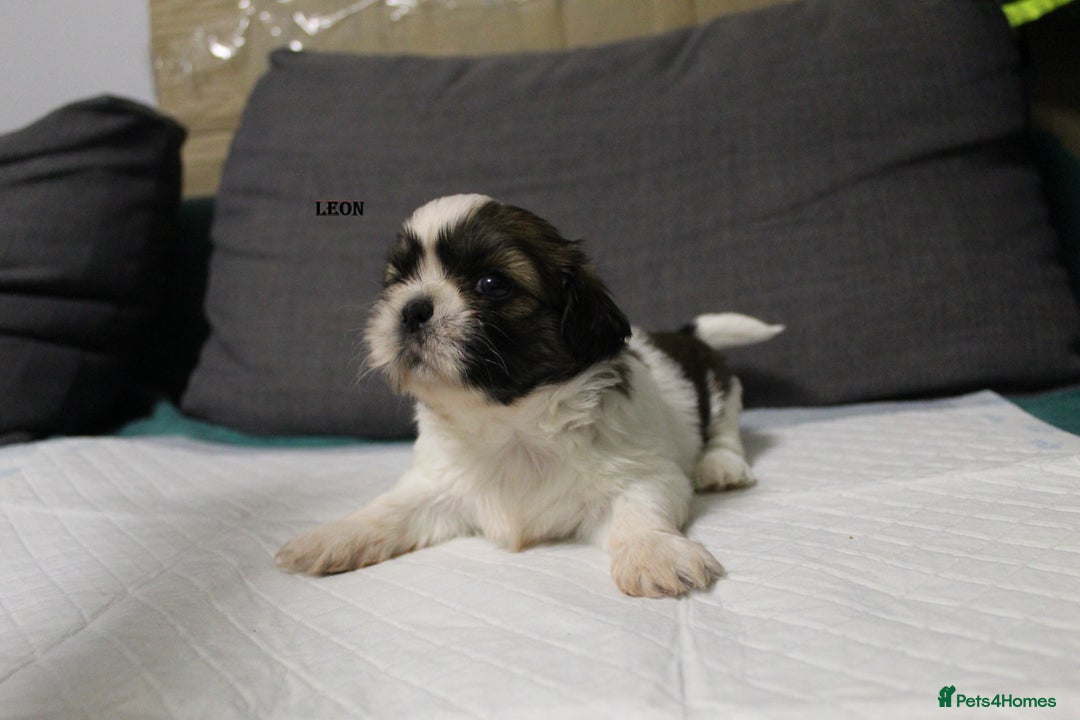 Shih Tzu dogs for sale: LOVELY SHIH TZU PUPPIES  - Image 34