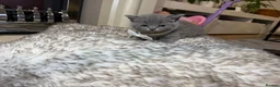 British Shorthair cats for sale: British shorthair kittens  - Advert 20