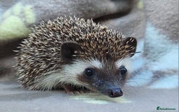 Pygmy Hedgehog rodents for sale: African Pygmy Hedgehog Hoglets  - Image 23