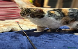 Exotic cats for sale: Exotic Shorthair female looking for her new home - Image 3