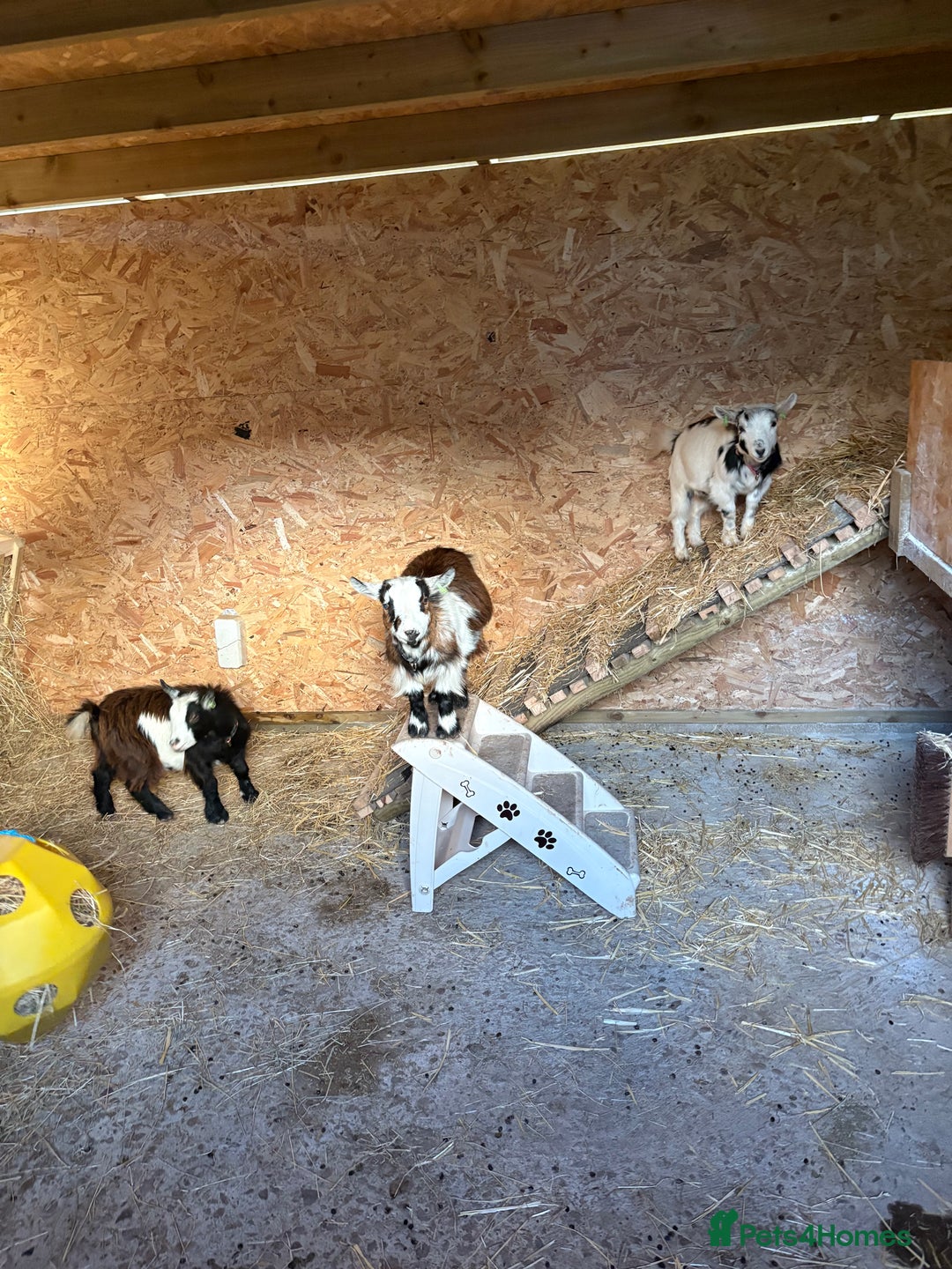 Goats livestock for sale: Pygmy herd 5 must go together  - Advert 3