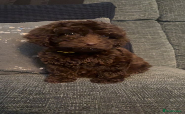 Cockapoo dogs - Advert 9