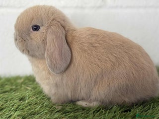 Mini Lop rabbits - Advert 8