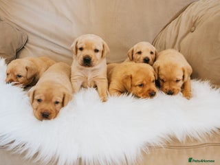 Labrador Retriever dogs Fox Red Labrador Puppies Kc Registered - Advert 3