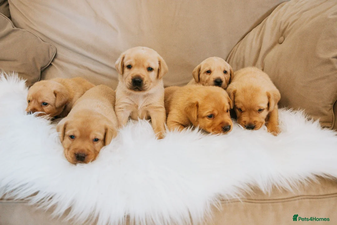 Labrador Retriever dogs for sale: Yellow Fox Red Labrador Puppies Kc Registered  - Advert 1