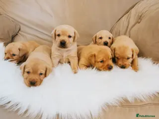 Labrador Retriever dogs Yellow Fox Red Labrador Puppies Kc Registered - Advert 16