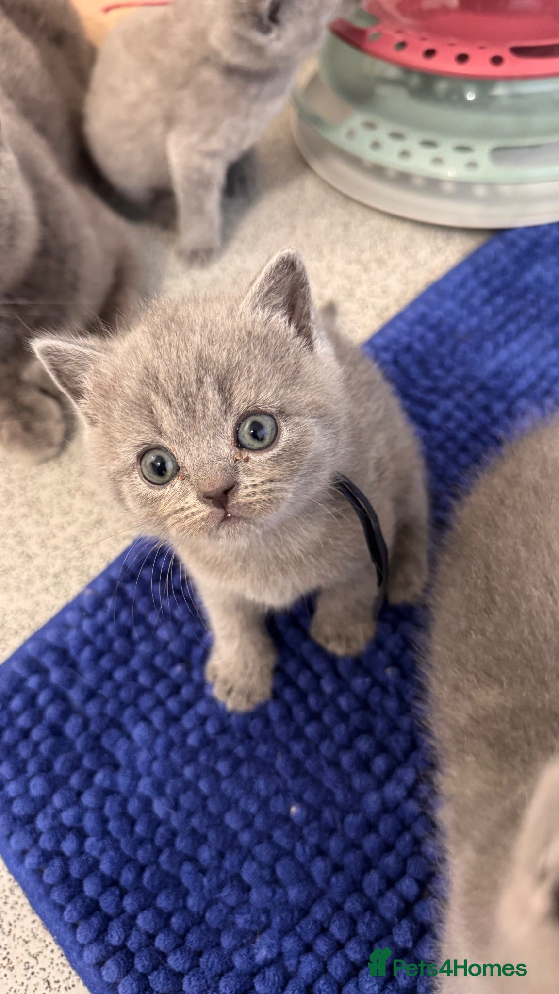 British Shorthair cats 2Pedigree British Shorthair Kittens - Licensed  - Advert 2