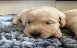 Goldador dogs for sale: Beautiful goldador puppies - Image 8