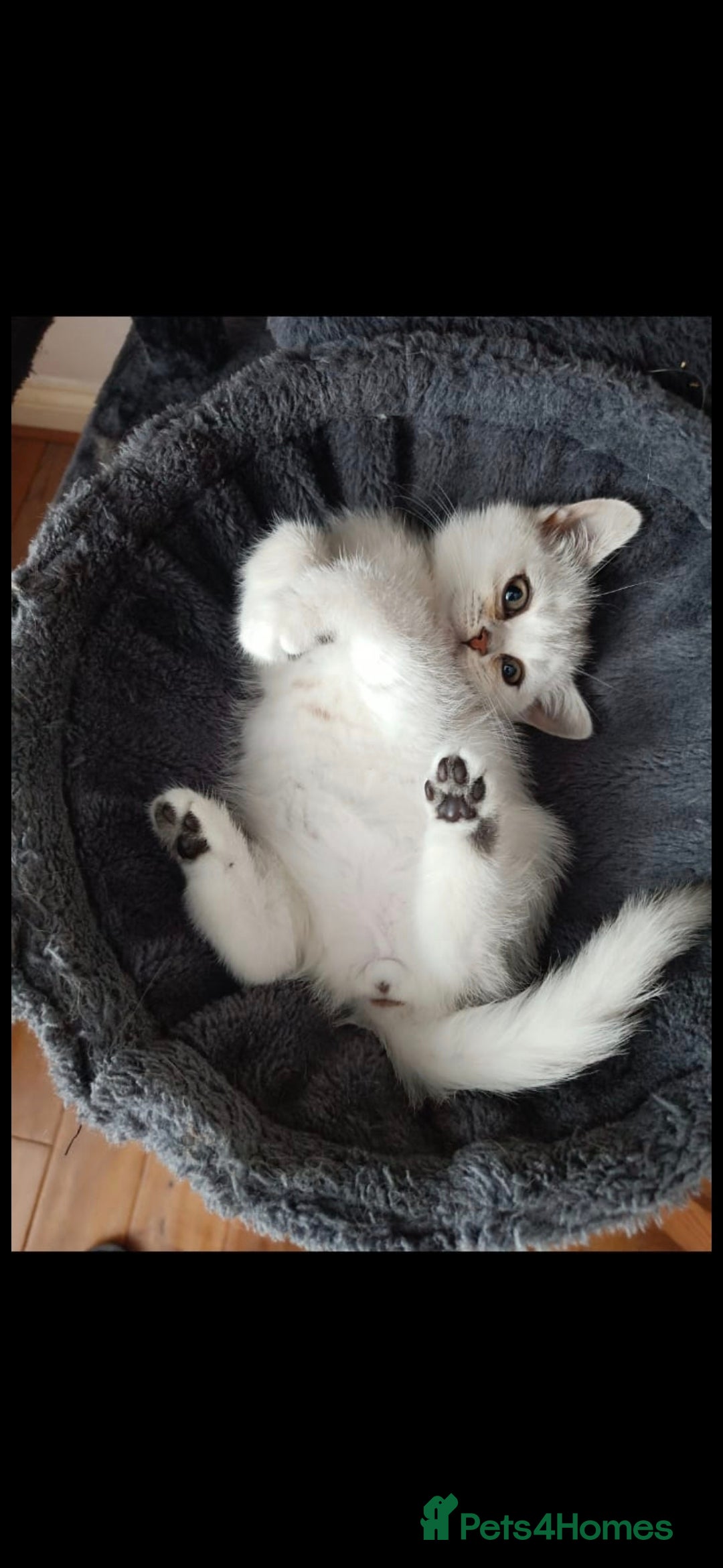 British Shorthair cats for sale: Pedigree British Short-hair kittens  - Image 23
