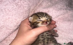Bengal cats for sale: Stunning bengal x bsh kittens  - Advert 20