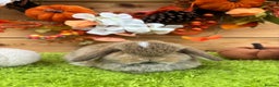 Mini Lop rabbits for sale: Well Socialised Mini Lops - Advert 6