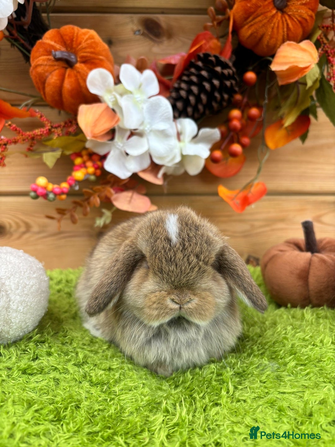 Mini Lop rabbits for sale: Well Socialised Mini Lops - Advert 6