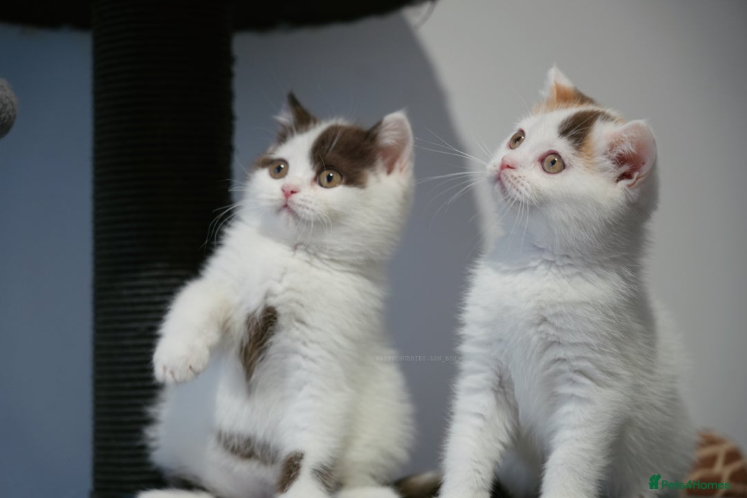 British Shorthair cats for sale: Health tested and registered Chocolate BSH - Image 15