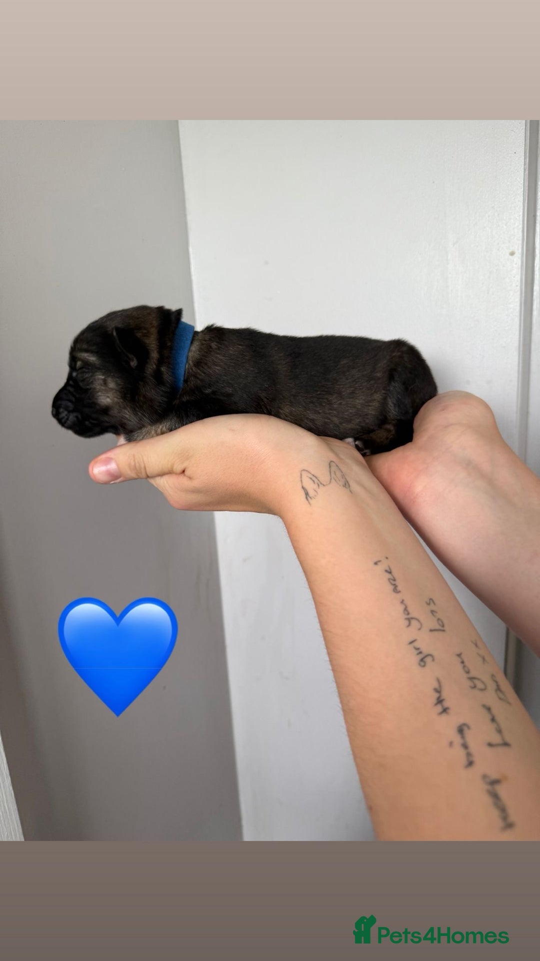 German Shepherd dogs for sale: Stunning German Shepherd/Utonagan Puppies  - Image 23