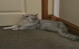 Ragdoll cats for sale: He's a ragdoll mix  - Image 6