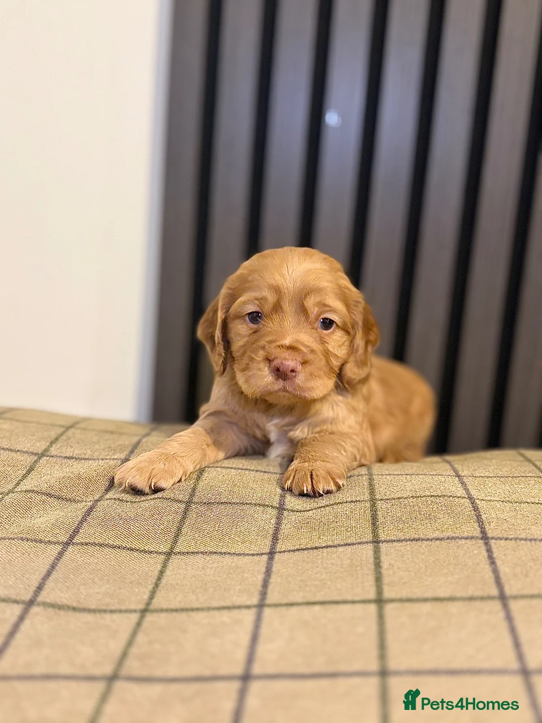 Cocker Spaniel dogs for sale: Cocker spaniels puppies looking for forever 🏡♥️ - Advert 9