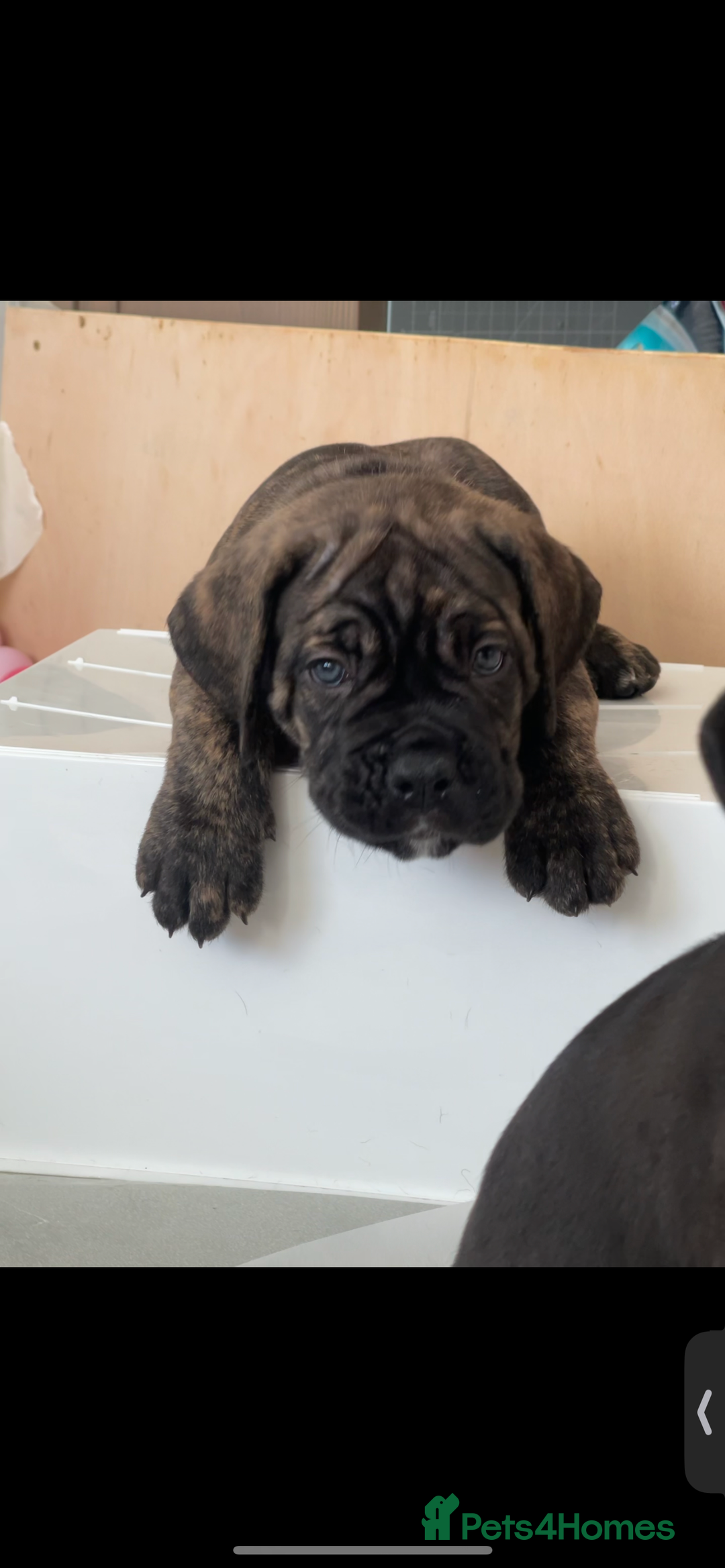 Cane Corso dogs for sale: Yuki X Aries Russian Champ Bloodline Puppies - Advert 17