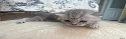 British Shorthair cats for sale: Exquisite British shorthair kittens - Advert 23