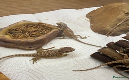 Bearded Dragon reptiles for sale: 🔥🔥🔥 BABY BEARDED DRAGONS 🔥🔥🔥 - Image 12