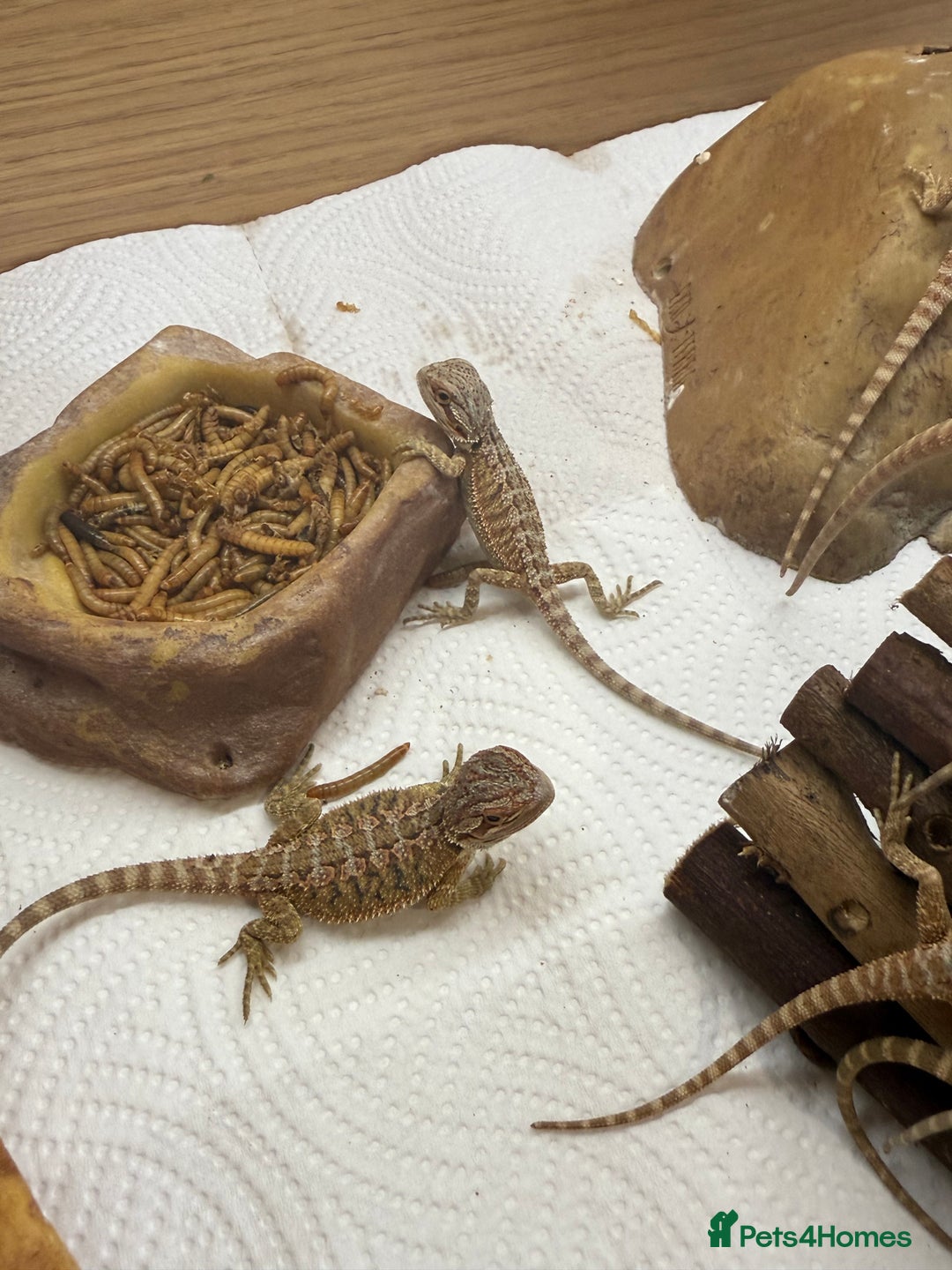 Bearded Dragon reptiles for sale: 🔥🔥🔥 BABY BEARDED DRAGONS 🔥🔥🔥 - Image 12