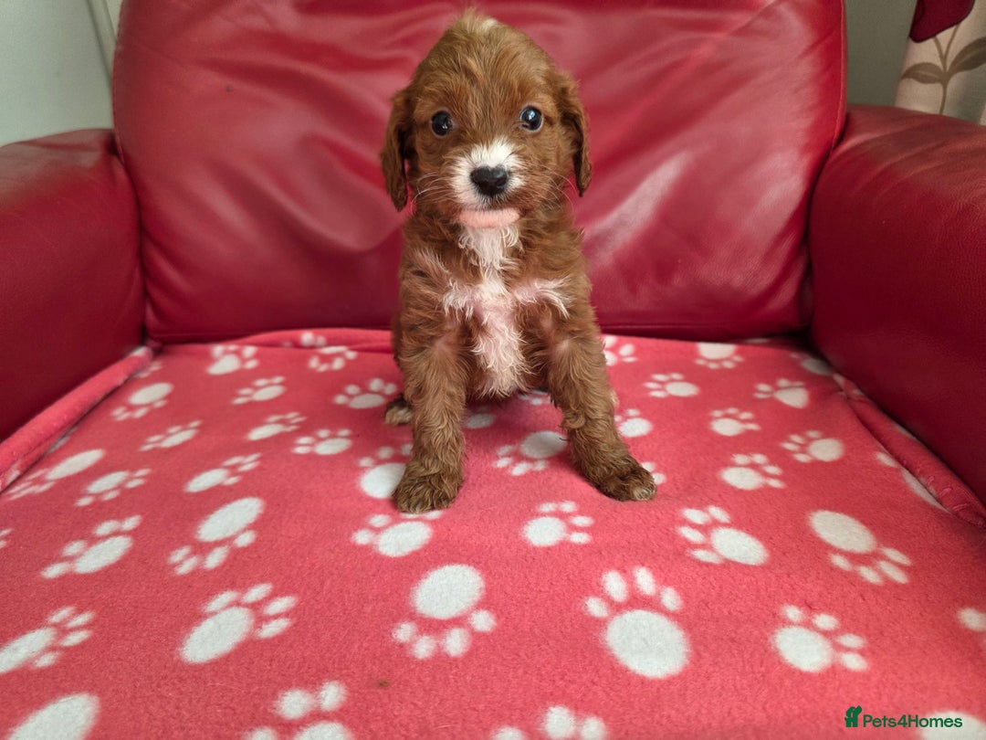 Cavapoo dogs for sale: F1 cavapoos  - Image 10