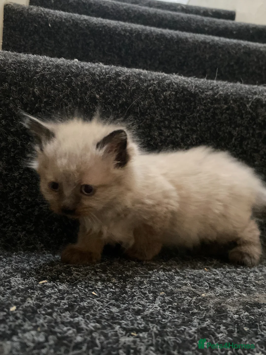 British Shorthair cats for sale: Ashy brown Ragdoll kittens - Advert 10