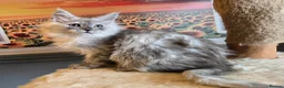 Maine Coon cats for sale: Stunning GCCF Maine Coon kittens - Advert 10