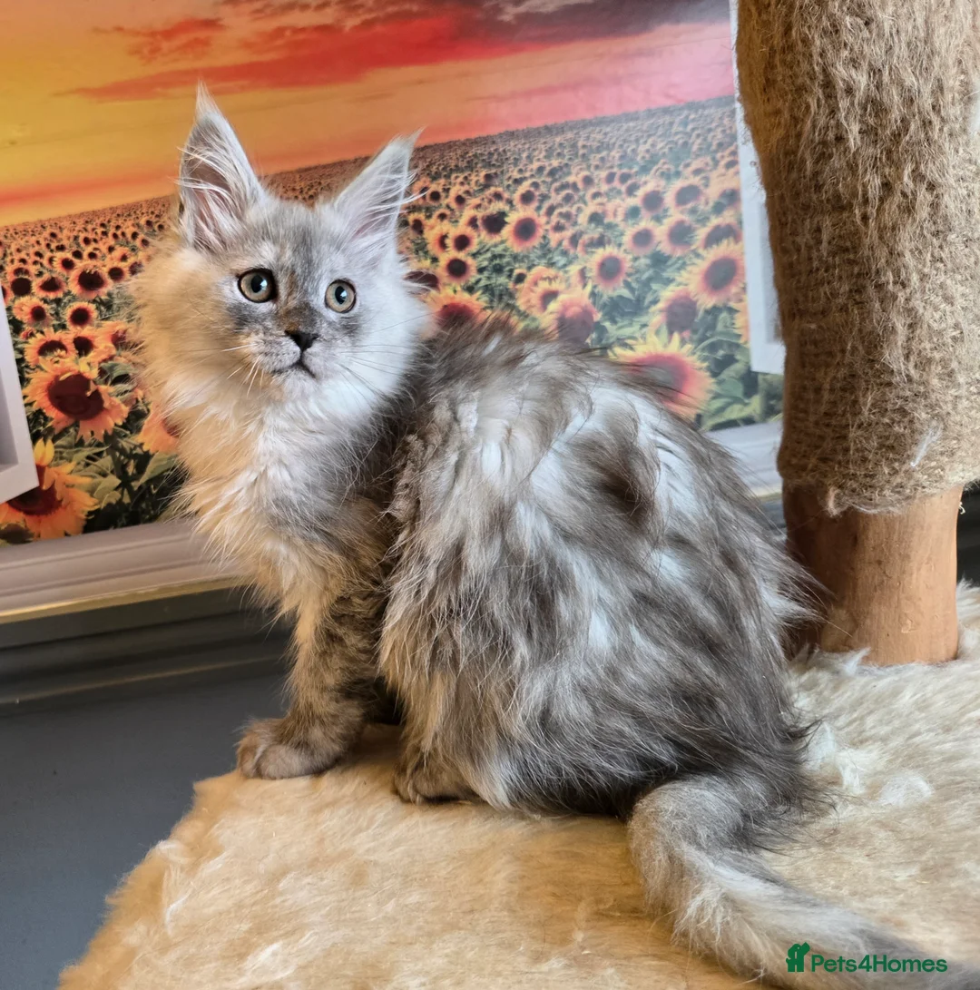 Maine Coon cats for sale: Stunning GCCF Maine Coon kittens - Advert 10