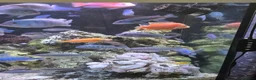 Cichlids fish for sale: 2 x fully stocked cichlids tanks for sale in Guildford - Advert 22