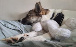 Akita dogs for sale: Loving Akita Purebred Girl - Image 3