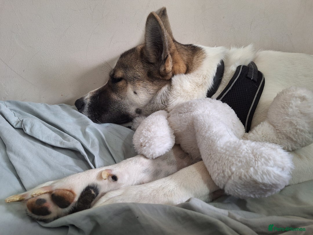 Akita dogs for sale: Loving Akita Purebred Girl - Image 3