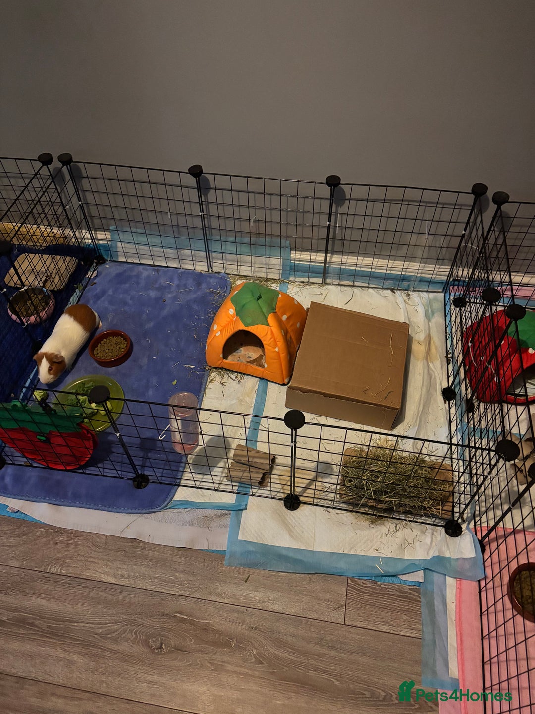 Guinea Pig rodents for sale: Rocket - Male Guinea Pig - Advert 2
