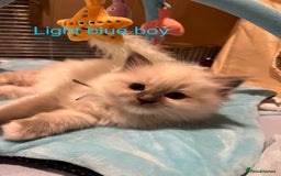 Ragdoll cats for sale: Beautiful Chunky Ragdoll Kittens For Sale - Image 12