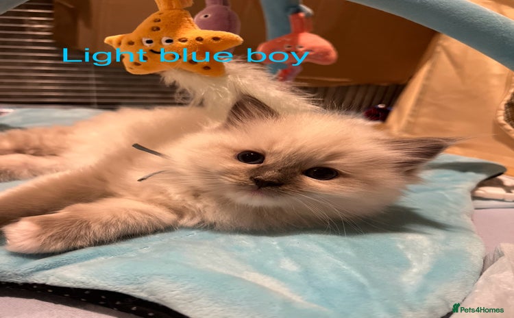 Ragdoll cats - Advert 1