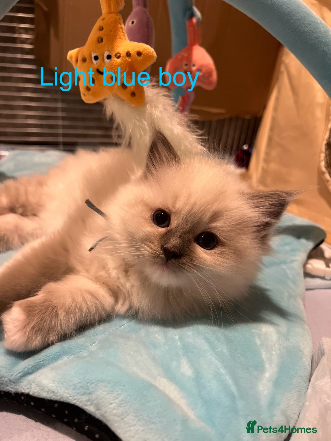 Ragdoll cats for sale: Beautiful Chunky Ragdoll Kittens For Sale - Image 12