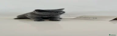 HERA