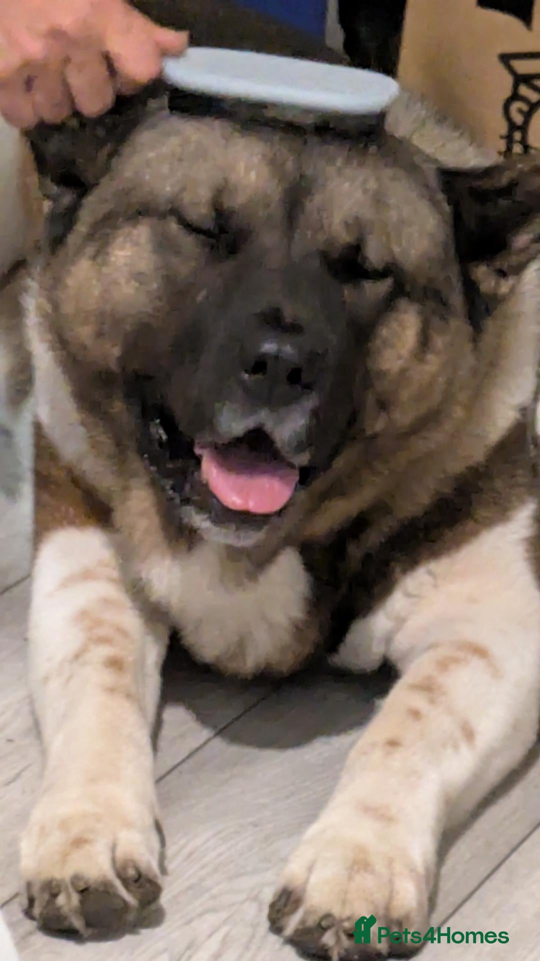 Akita dogs Pasha - Advert 3