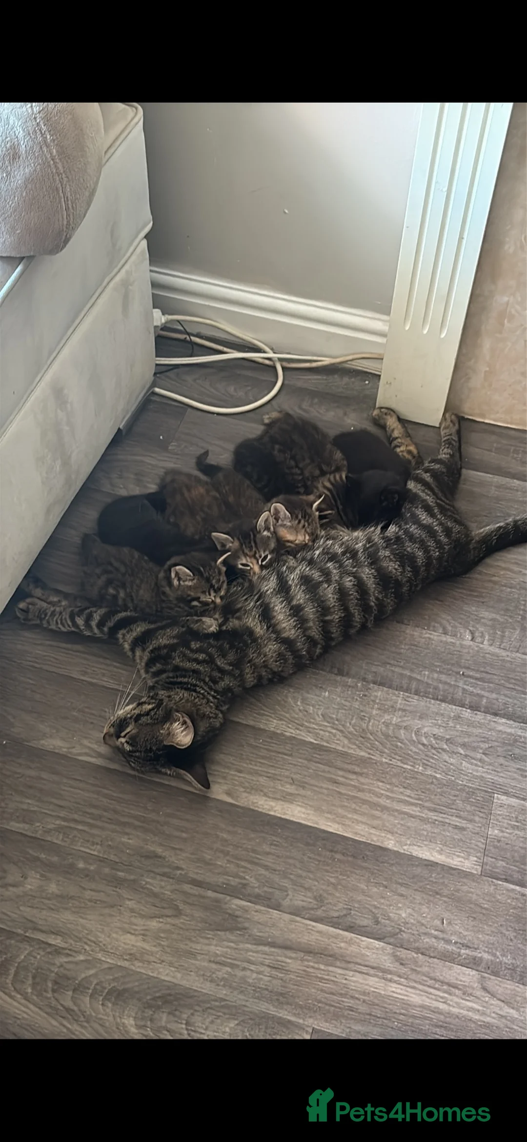 Mixed Breed cats for sale: LEAVE NEXT WEEK -BENGAL MUM  - Advert 2