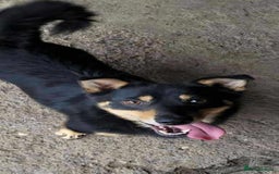 Mixed Breed dogs for adoption: REMY-playful pup/very affectionate/loves dogs  - Advert 4