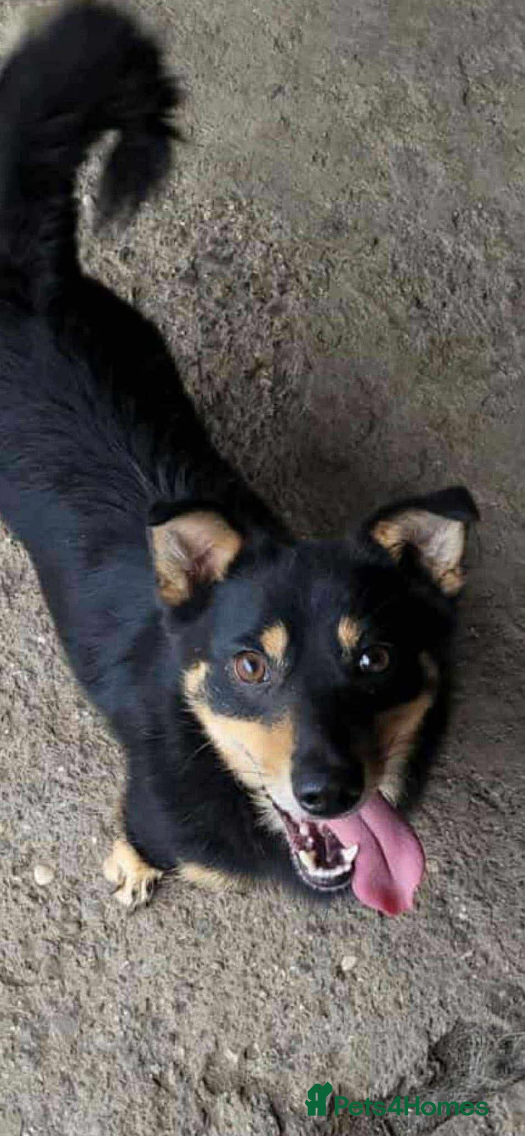 Mixed Breed dogs for adoption: REMY-playful pup/very affectionate/loves dogs  - Advert 4